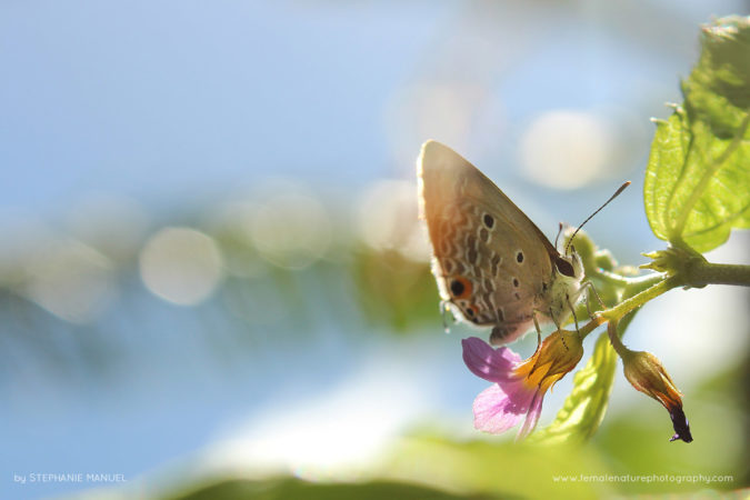 FNP_Stephanie_Manuel_garden_butterfly