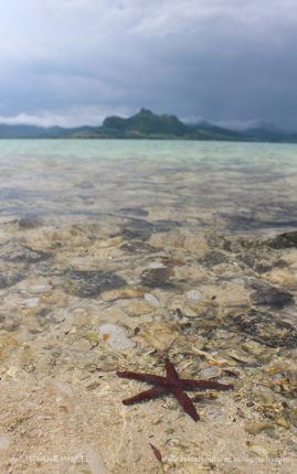 FNP_Stephanie_Manuel_red_starfish