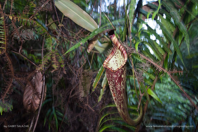 Gabby_Salazar_FNP-0230-