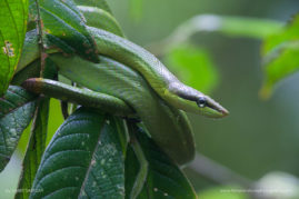 Gabby_Salazar_FNP-5322-