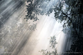 Gabby_Salazar_FNP_U5A4249-