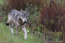 Gray Wolf Kootenay National Park, British Columbia