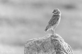 Burrowing Owl Grasslands National Park, Saskatchewan