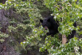 Black Bear In Tree Jasper National Park, Alberta