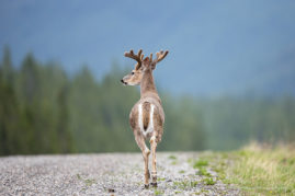 White-Tailed Buck Kananaskis Country, Alberta