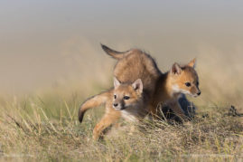 Swift Fox Pups Playing, Southern Alberta