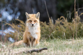 Red Fox Banff National Park, Alberta Alberta