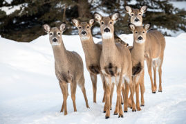 Mule Deer Bragg Creek, Alberta
