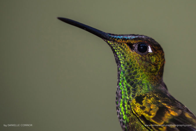 Danielle_Connor_FNP_10