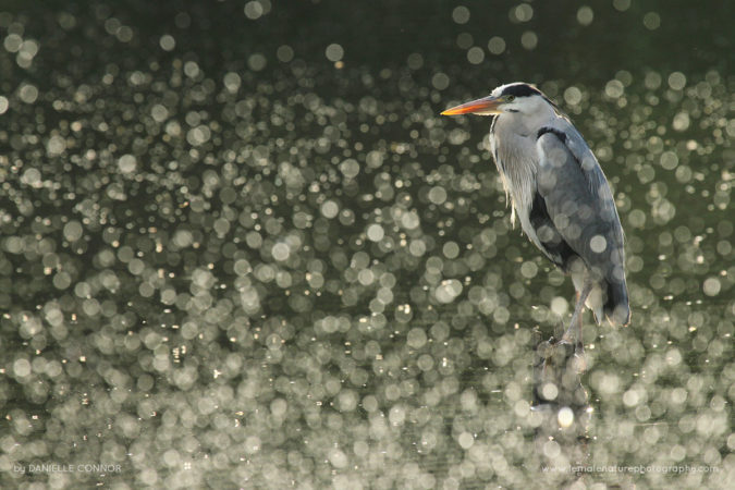 Danielle_Connor_FNP_11