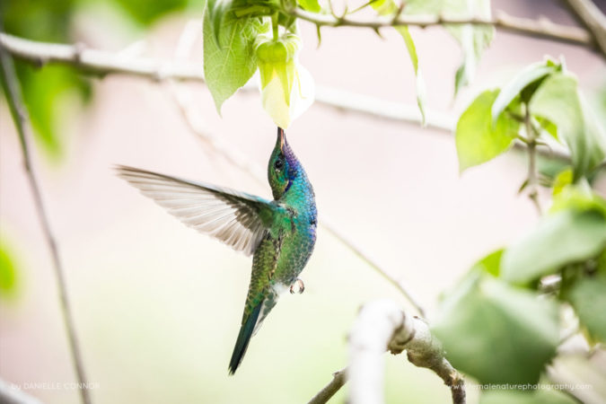 Danielle_Connor_FNP_3