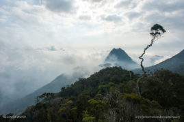 Louise_Jasper_FNP_12