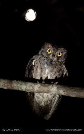 Louise_Jasper_FNP_14