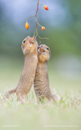 Perdita_Petzl_FNP_15