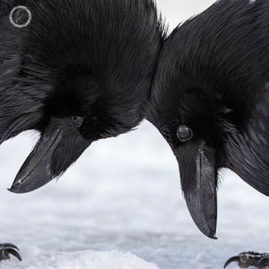 Portfolio carousel FNP Colleen