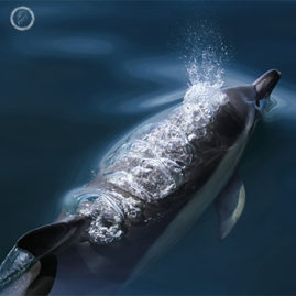 Portfolio carousel FNP 11