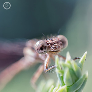 Portfolio carousel 12