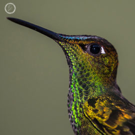 Portfolio carousel 3