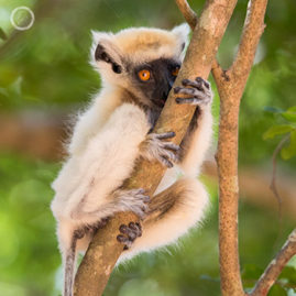 Portfolio carousel Louise