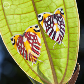 Portfolio carousel FNP 9