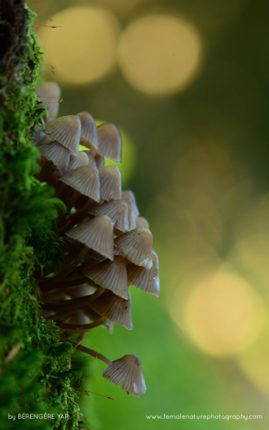 Berengere_Yar_FNP_11