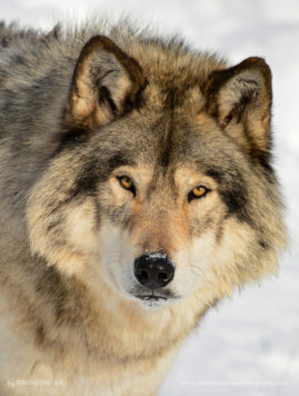 Berengere_Yar_FNP_15