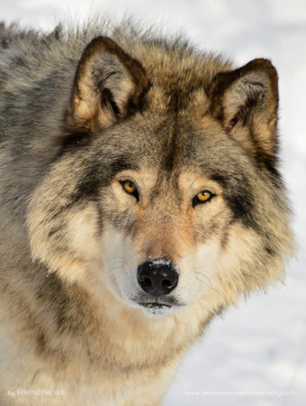 Berengere_Yar_FNP_15