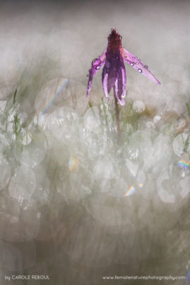 Carole_Reboul_FNP_18