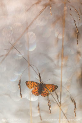 Carole_Reboul_FNP_19