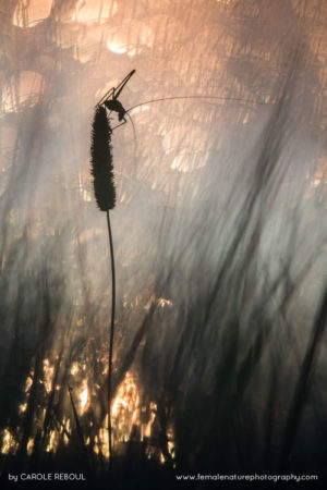 Carole_Reboul_FNP_20