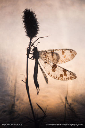 Carole_Reboul_FNP_21