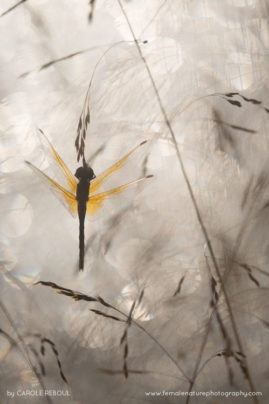 Carole_Reboul_FNP_22