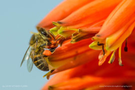 Cathy_WithersClarke_FNP_15