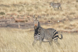 Cathy_WithersClarke_FNP_16