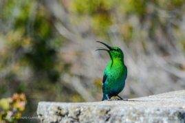 Cathy_WithersClarke_FNP_5