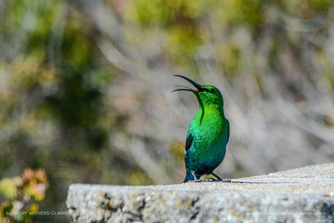 Cathy_WithersClarke_FNP_5