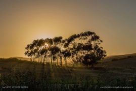 Cathy_WithersClarke_FNP_6