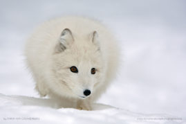 Karin_Van_Couwenberg_FNP_8