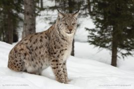 Karin_Van_Couwenberg_FNP_9