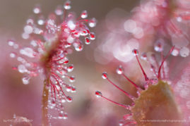 Kristel_Schneider_FNP_10