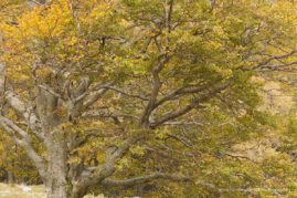 Kristel_Schneider_FNP_11