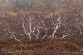 Kristel_Schneider_FNP_12