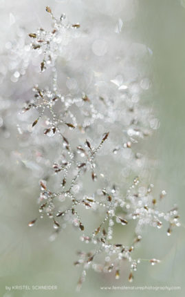 Kristel_Schneider_FNP_14