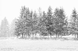 Kristel_Schneider_FNP_5