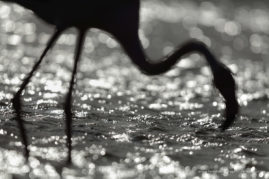 Kristel_Schneider_FNP_7