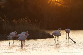 Kristel_Schneider_FNP_8