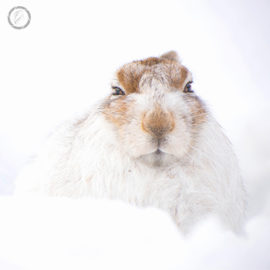 Portfolio carousel 25