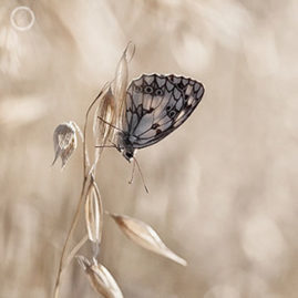 Portfolio carousel 6 FNP