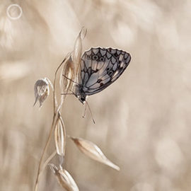 Portfolio carousel 6 FNP