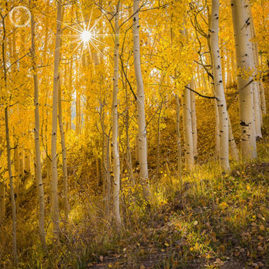 Portfolio carousel 7